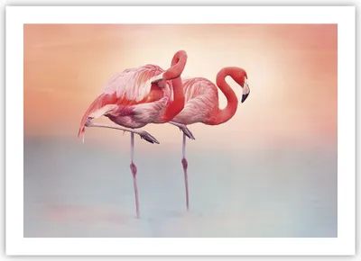 Produktbild von Poster - Poster ohne Rahmen - Flamingos Exotik Vögel - 70x50 cm - Wand Bild - Wanddeko - Wandbilder - Kunstposter - Wandposter - Bilder - Kunstdruck - Wanddekoration - Wandbild - P2XAA70x50-5044