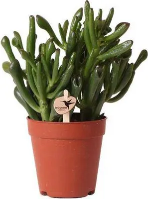 Obrázek produktu pro Sukulenta Crassula Hobbit, pokojová rostlina, Ø9cm, sukulentní Crassula Hobbit