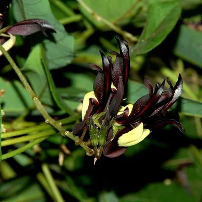 Produktbild von Schwarze Korallenbohne (Kennedia nigricans) - 20 Samen