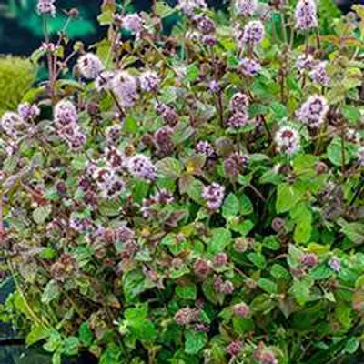 Productafbeelding van Moerings Mentha Aquatica | Watermunt | In 9CM pot