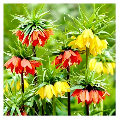 Produktbild von Kaiserkronen Fritillaria Imperialis Blumenzwiebeln Mischung (6 Zwiebeln), winterharte mehrjährige Zwiebeln aus Holland für Garten und Topf