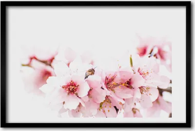 Produktbild von Bild 60x40 MDF-Rahmen, Wandkunst Kirschblüten