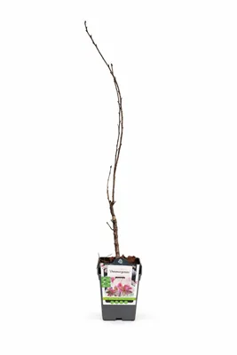 Produktbild von Japanische Säulenkirsche Amanogawa 100–120 cm – Prunus serrulata, rosa Blüten, schlanker Zierbaum für Garten & Terrasse