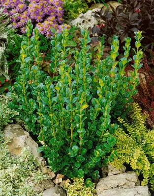 Produktbild von Buxus sempervirens 'Rotundifolia', Buchsbaum, 20–25 cm