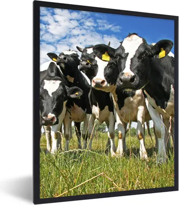 Produktbild von MuchoWow® Gerahmtes Poster Kühe - Gras - Wiese - Tiere 30x40 cm - Poster mit Schwarzem Bilderrahmen Wandposter Rahmen Foto Bilder - Wanddeko - Kunstdrucke