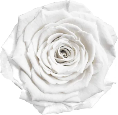 Produktbild von Infinity Rose L Ø5cm konserviert stabilisiert haltbar Rosenkopf ewige Rosenblüte 1 St. Weiß (whi01)