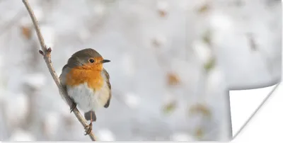 Produktbild von MuchoWow® Poster Vogel - Rotkehlchen - Winter 40x20 cm - Poster für die Wand - Poster Schlafzimmer