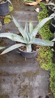 Image de Agave gentryi 'La escondida'