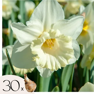 Zdjęcie produktu dla Cebulki narcyzów - 30 szt - Narcissus Mount Hood - Cebulki kwiatowe - Biały