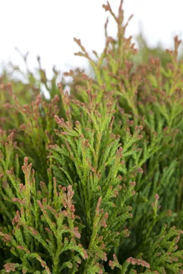 Zdjęcie produktu dla Thuja occidentalis 'Miky', drzewo życia, 25-30 cm