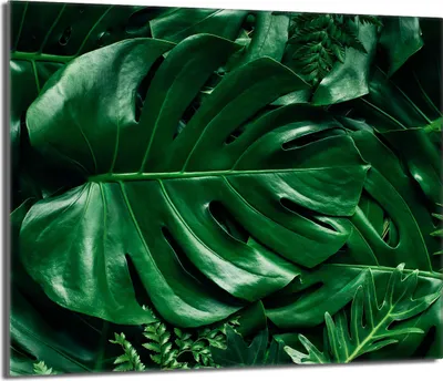 Produktbild von Glas-Kochfeldschutz 60x52 Monstera