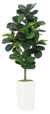 Obrázok produktu pre Umelý figovník Ficus lyrata – izbová rastlina – výška 150 cm – realistický vzhľad – nenáročná na údržbu – biely kvetináč