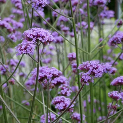Produktbild von 12 Pflanzen Argentinisches Eisenkraut, Verbena bonariensis, P9 Topf