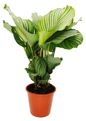 Produktbild von XXL-Schattenpflanze im Zebra-Look - Calathea orbifolia - 19cm Topf - ca. 70-80cm hoch