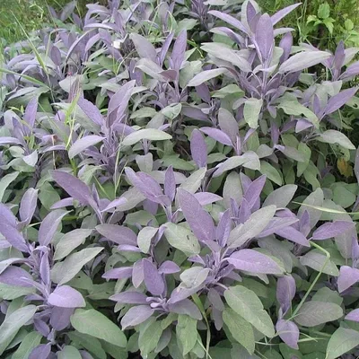 Image de 6 x sauge  - Salvia officinalis « Purpurascens »  | Pot 9 cm x 9 cm