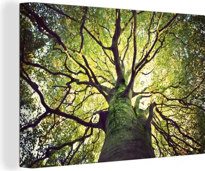 Produktbild von OneMillionCanvasses® - Leinwandbilder - 150x100 cm, Äste eines alten Baumes, Wandbilder Kunstdruck Wanddekoration