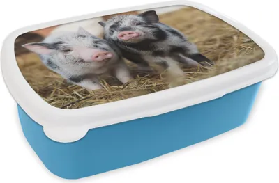 Produktbild von KitchenYeah® Lunchbox Brotzeit Brotdose 17x11 cm Schwein - Tiere - Ferkel Kinder Brotzeitdose - Lunch - Kunststoff  - Brotbüchse - Sandwichbox - Lunchbox für Kinder