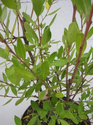 Produktbild von Maytenus boaria - Chilenischer Kerzenbaum - 30-40cm