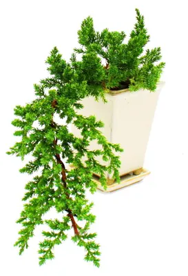 Immagine prodotto di Bonsai - Juniperus - Ginepro - Cascata - 10x10 cm