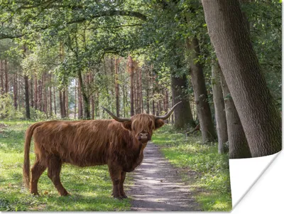 Produktbild von MuchoWow® Poster Schottischer Highlander - Kröte - Baum 160x120 cm - Foto Plakat
