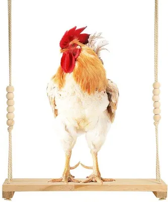 Image de Balançoire en bois, nichoir en bois pour poules, support décoratif pour poules, jouets pour les amateurs et les propriétaires de poules.