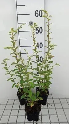 Image de 6 x Solidago rugosa - Verge d'or - pot 9 x 9 cm