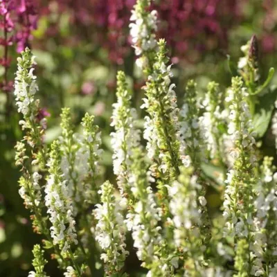 Produktbild von 25 Pflanzen Weißer Steppensalbei 'Schneehügel', Salvia, P9 Topf