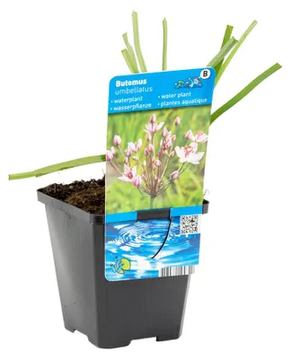 Image de Bloomique - Butomus Umbellatus - Butome en ombelle - Plantes de bassin - Résistante au gel - Hauteur 15-25 cm - Pot 9 cm