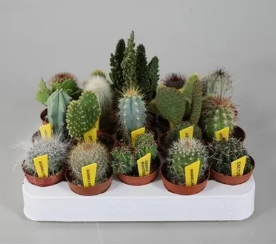 Produktbild von Mini-Kakteen Set mit 10 Pflanzen