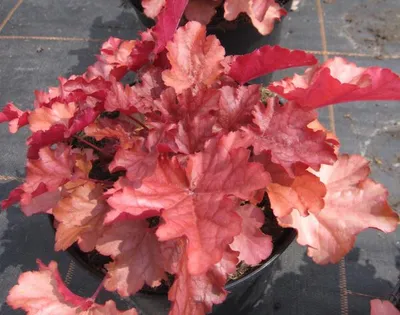 Produktbild von Purpurglöckchen Hybride Toncka ® Frostet Bronze - Heuchera Toncka ® Frostet Bronze