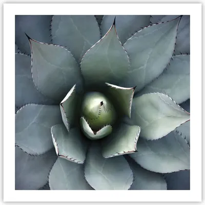 Produktbild von Poster - Poster ohne Rahmen - Blau Blätter Agave - 60x60 cm - Wand Bild - Wanddeko - Wandbilder - Kunstposter - Wandposter - Bilder - Kunstdruck - Wanddekoration - Wandbild - P2XAC60x60-5133