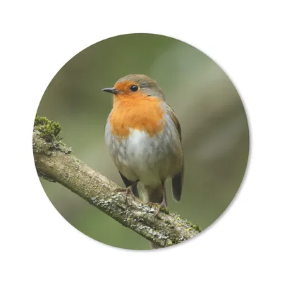 Produktbild von MuchoWow® Mauspad Mousepad Vogel - Rotkehlchen - Zweig - Pflanzen 20x20 cm - Mousepads - Maus Mat - Pad - Mausunterlage - Schreibtischmatte