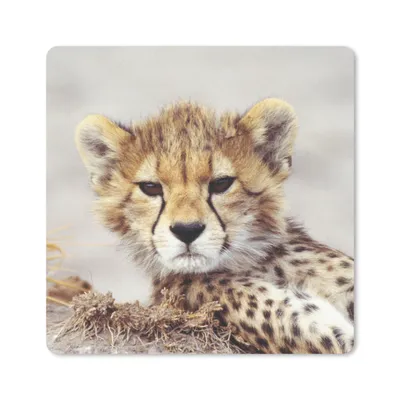 Produktbild von MuchoWow® Mauspad Mousepad Gepard - Jung - Porträt 20x20 cm - Mousepads - Maus Mat - Pad - Mausunterlage - Desk Mat - Bureauartikeln