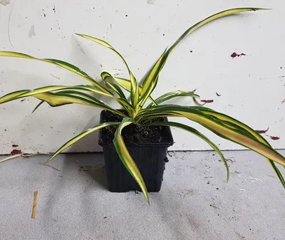 Image de Yucca filamentosa 'Color Guard' / Yucca filamenteux Panaché