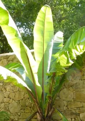 Produktbild von Tropica Darjeeling-Banane