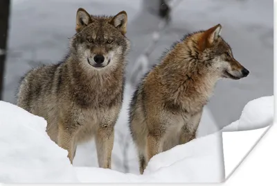 Produktbild von MuchoWow® Poster Wolf - Schnee - Tiere 180x120 cm - Fotoplakat