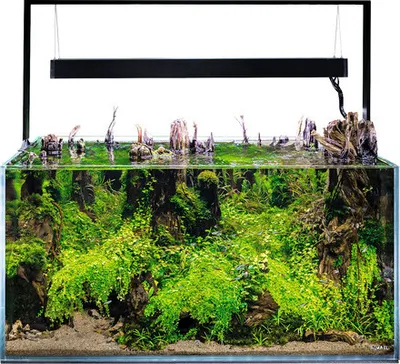Produktbild von Aquarium AQUAEL UltraScape 90 mit LED Beleuchtung ca. 243 l OPTI-Glas, Weißglas, ohne Unterschrank forest