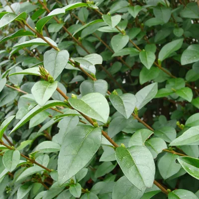 Obrázok produktu pre 2 x Prvosienka oválnolistá - Ligustrum ovalifolium | 60-80 cm v nádobe