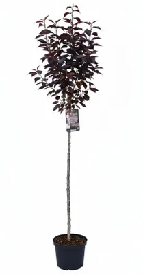 Produktbild von Prunus serrulata ‘Royal Burgundy’ – Japanische Nelkenkirsche Stämmchen – 180–190 cm Gesamthöhe – rotlaubige Zierkirsche