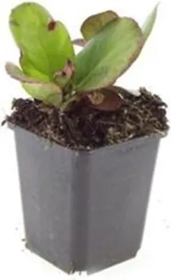 Obrázok produktu pre Trvalka - Bergénia - Bergenia cordifolia 'Herbstblüte' - 9cm kvetiná? - sada 60 rastlín