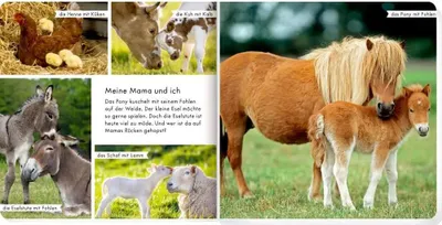 Image de Meine liebsten Tiere auf dem Bauernhof