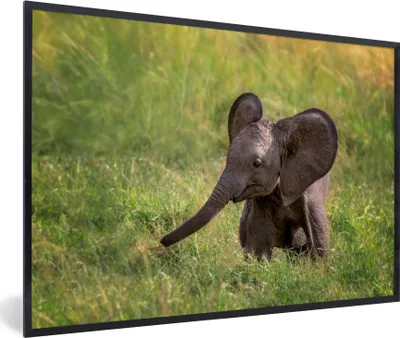 Produktbild von MuchoWow® MuchoWow® Gerahmtes Poster Elefant - Baby - Kalb 90x60 cm - Poster mit zchwarzem Bilderrahmen - Fotorahmen - Foto-Plakat