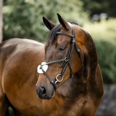 Produktbild von Horseware Micklem Figure 8 Trense mit mexikanischem Reithalfter