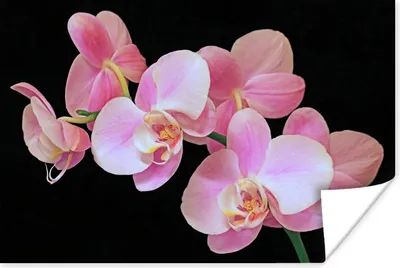 Produktbild von MuchoWow® Poster Eine Nahaufnahme von rosa Orchideen auf einem schwarzen Hintergrund 90x60 cm - Schlafzimmer