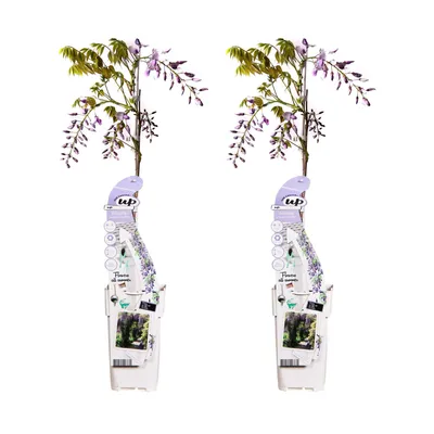Produktbild von Čínsky voňavý modrý dážď - Wisteria sinensis 'Caroline' - ↨65cm - Ø15cm - 2 ks