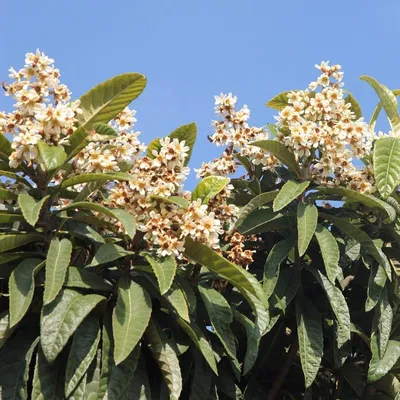 Produktbild von Japanische Wollmispel - Eriobotrya japonica 3 Liter Topfballen