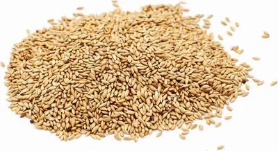 Produktbild von WachtelGlück® Spitzsaat 1 kg