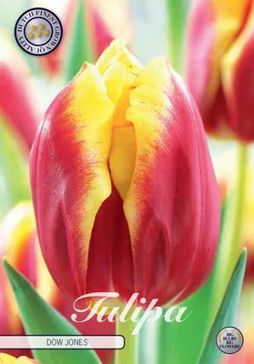 Artikelbild 2 von 'Tulpe Dow Jones (10 Stück)' aus der Kategorie Tulpenzwiebeln