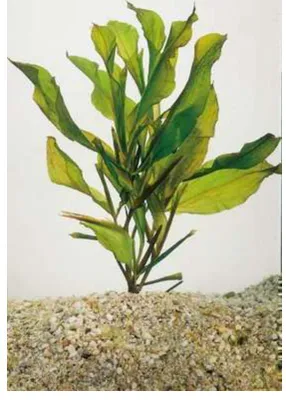 Zdjęcie produktu dla 6 x Potamogeton lucens - Glanz-Fonteinkraut - Topf 9 x 9 cm