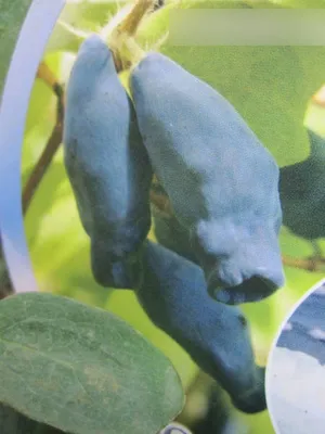 Produktbild von Lonicera kamtschatica Eisbär® - Sibirische Blaubeere Eisbär® - 40-60